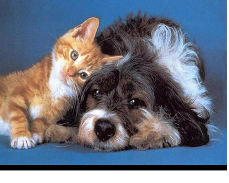 Kitten and Dog Together