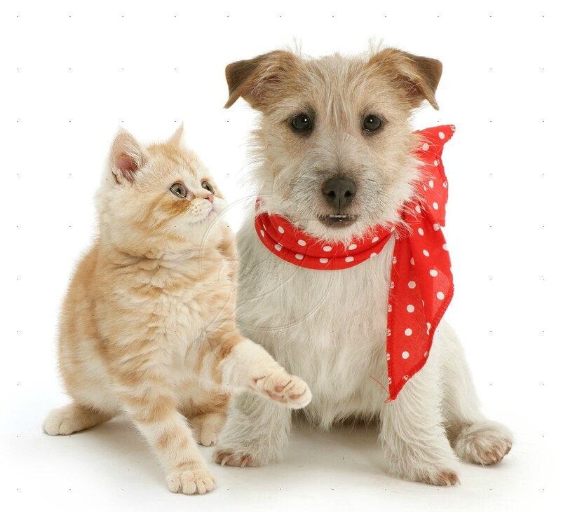 Kitten and Dog Together — White