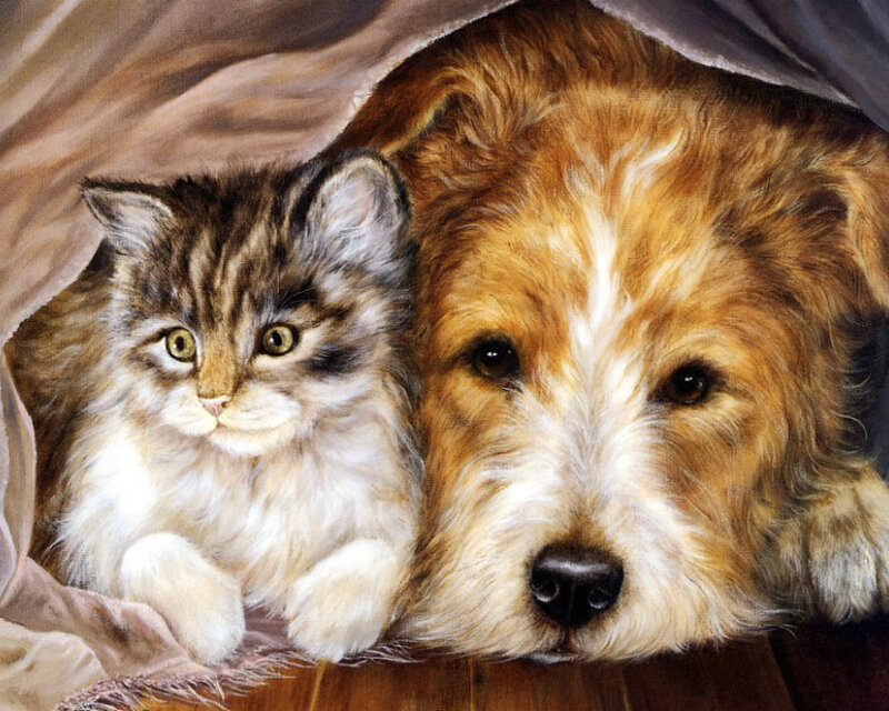 Kitten and Dog under Blanket — Brown, Calm