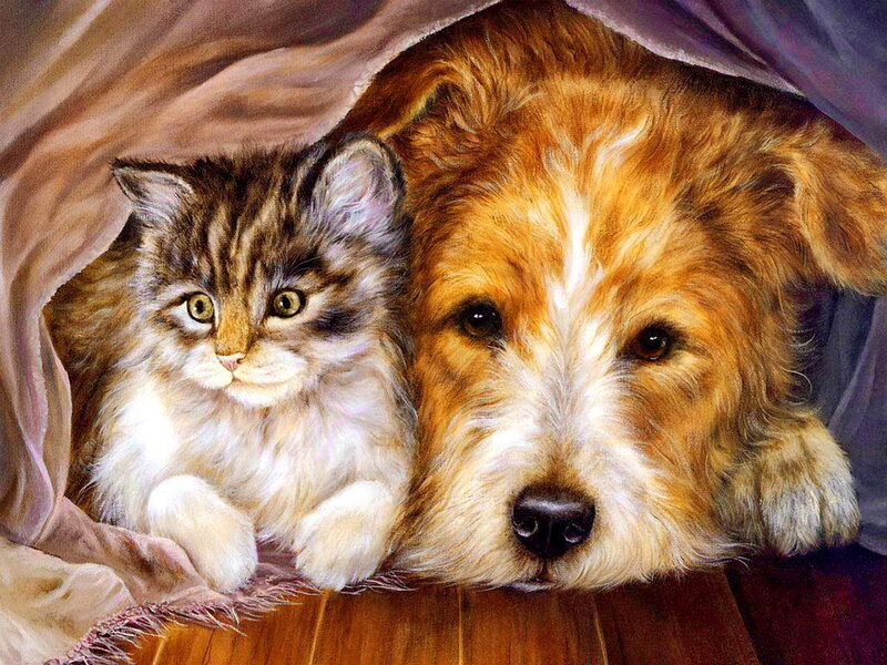 Kitten and Dog under Blanket — Brown