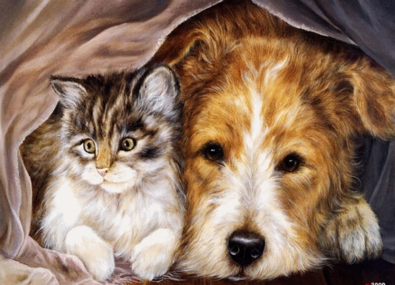 Kitten and Dog under Blanket