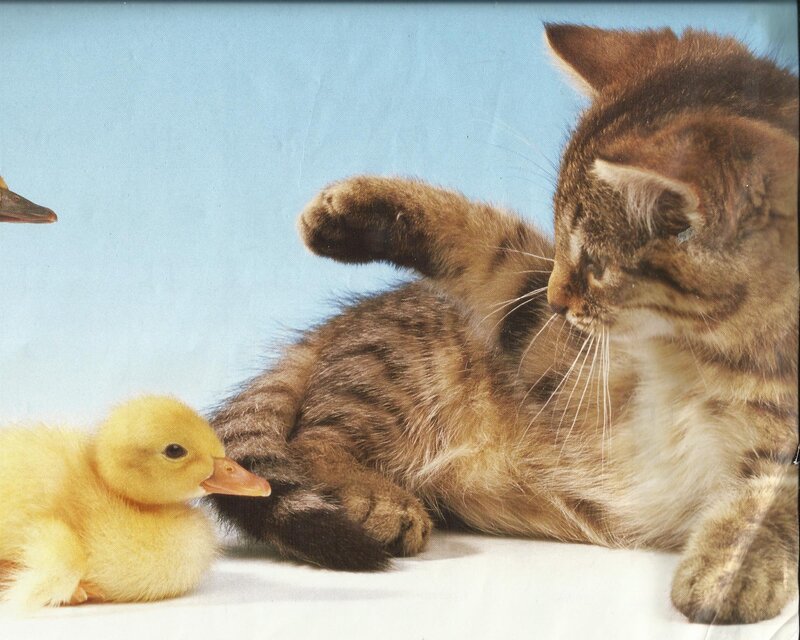 Kitten and Duckling — Brown