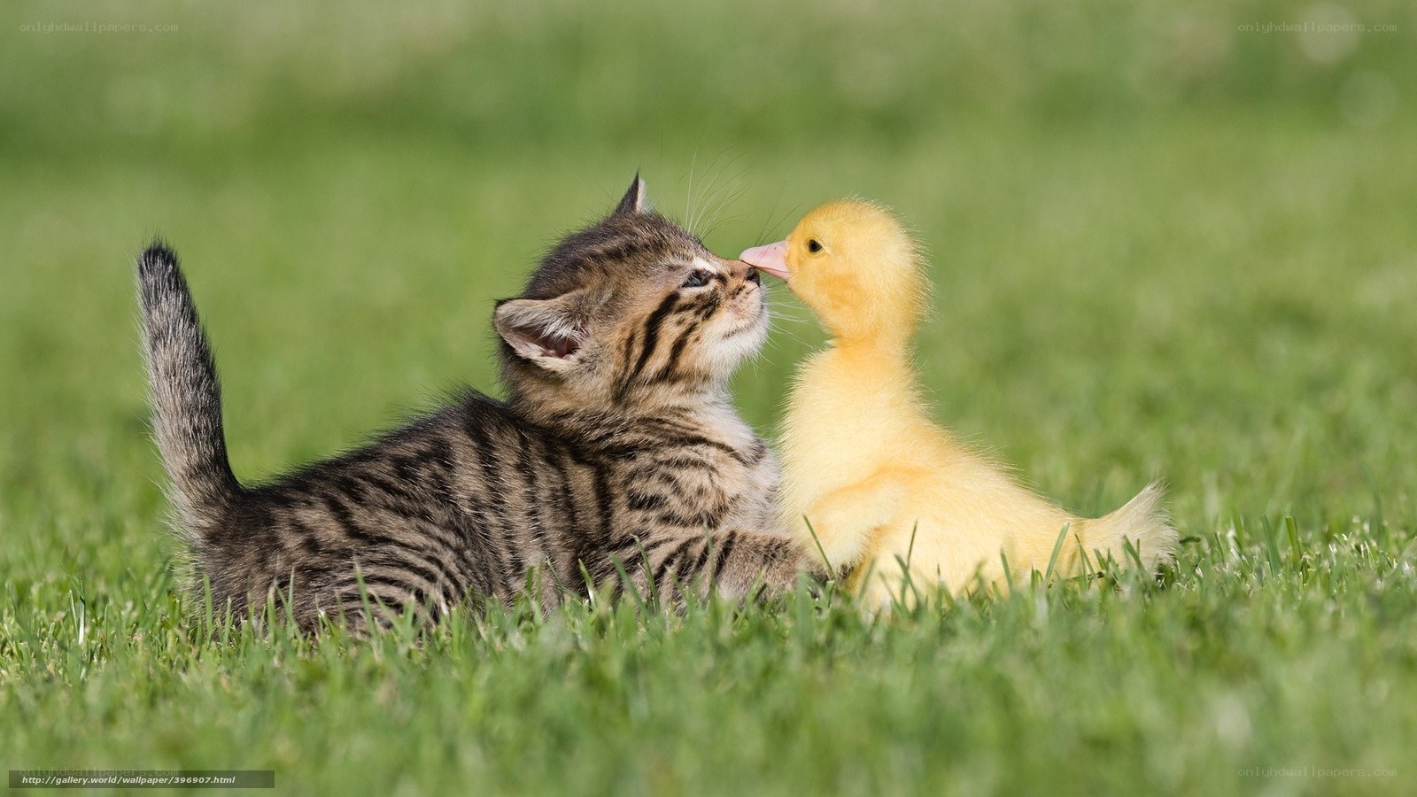 kitten and duckling friendship