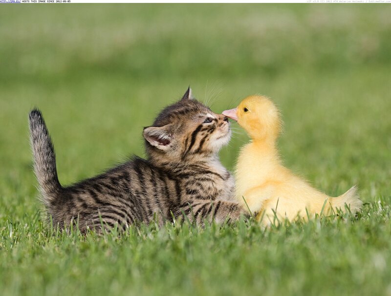 Kitten and Duckling — Green, Peaceful, Afternoon
