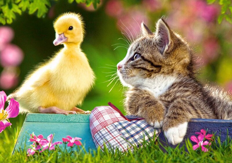 Kitten and Duckling — Green, Peaceful, Spring, Photograph