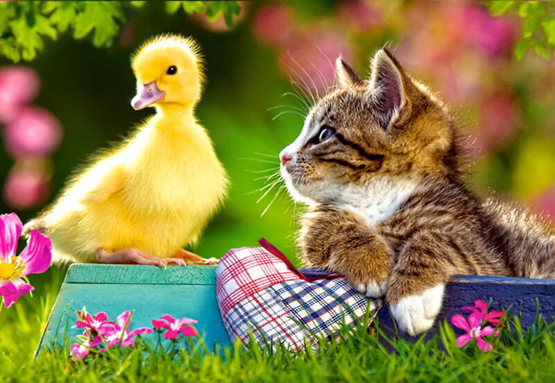 Kitten and Duckling — Green, Peaceful, Spring