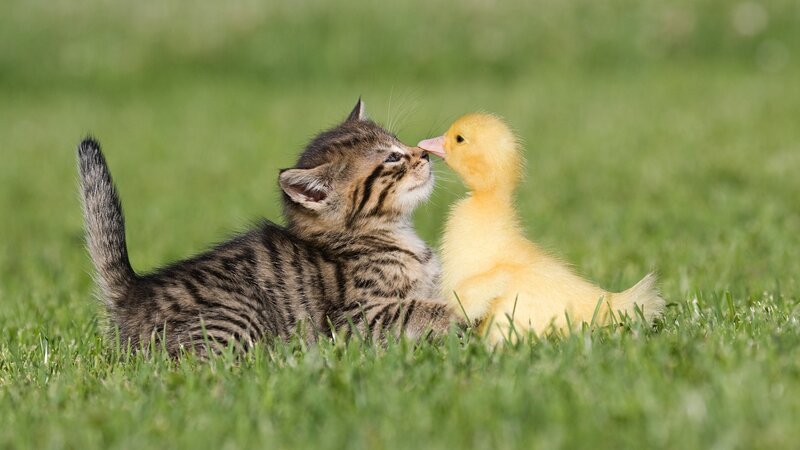 Kitten and Duckling — Green, Peaceful