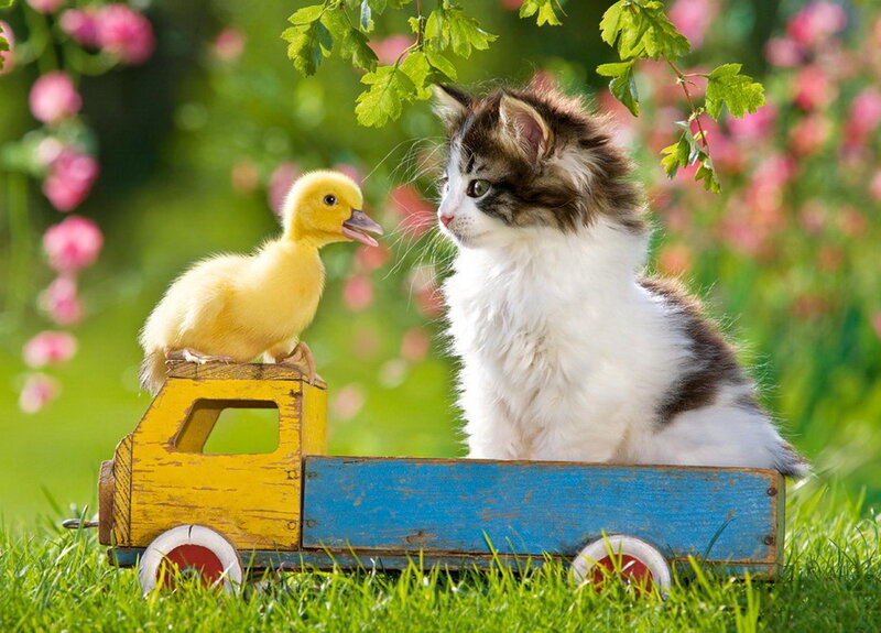 Kitten and Duckling — Green, Serene