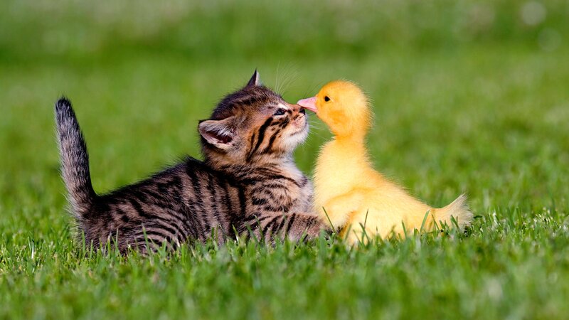 Kitten and Duckling — Green