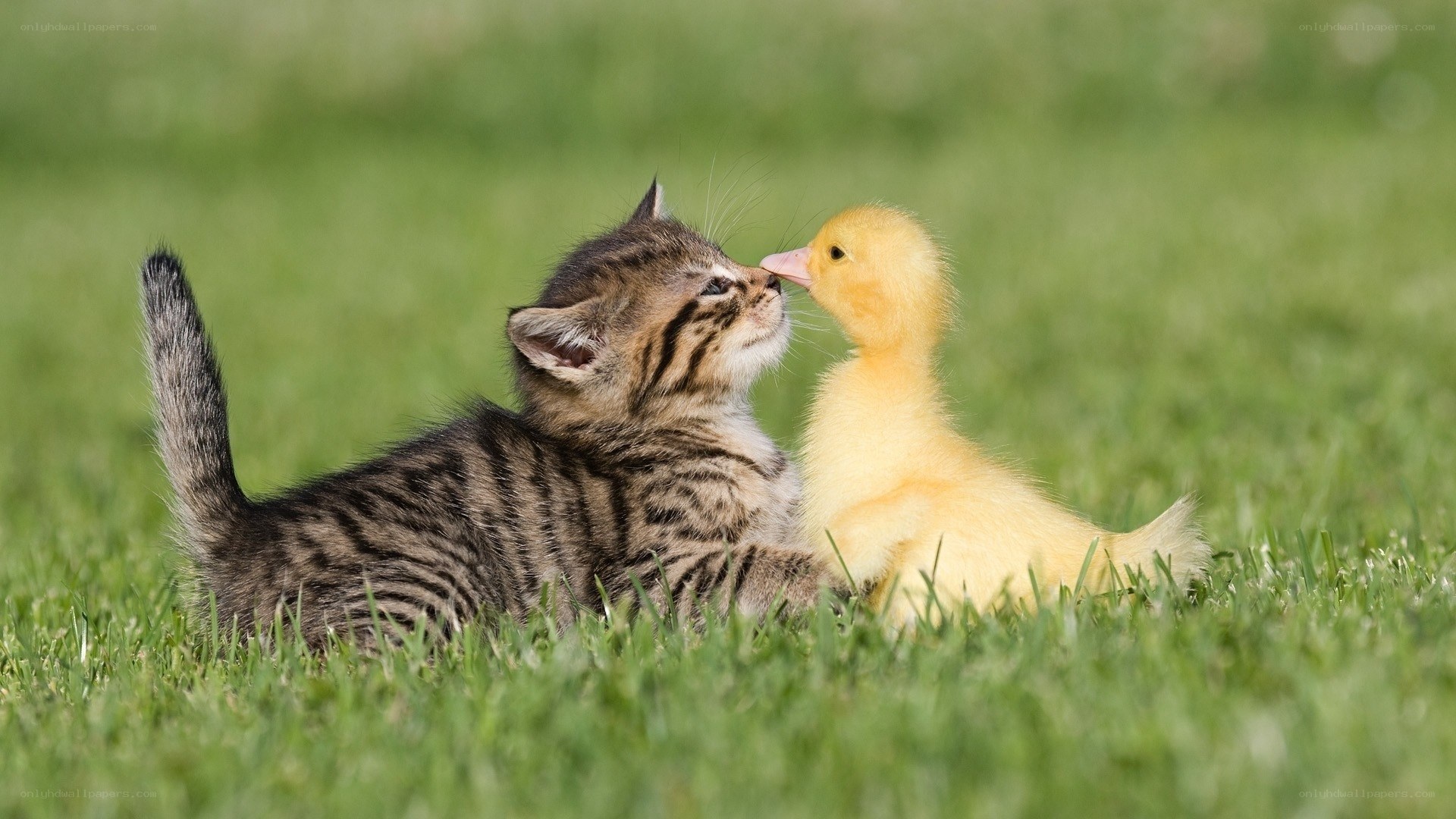 kitten and duckling playing