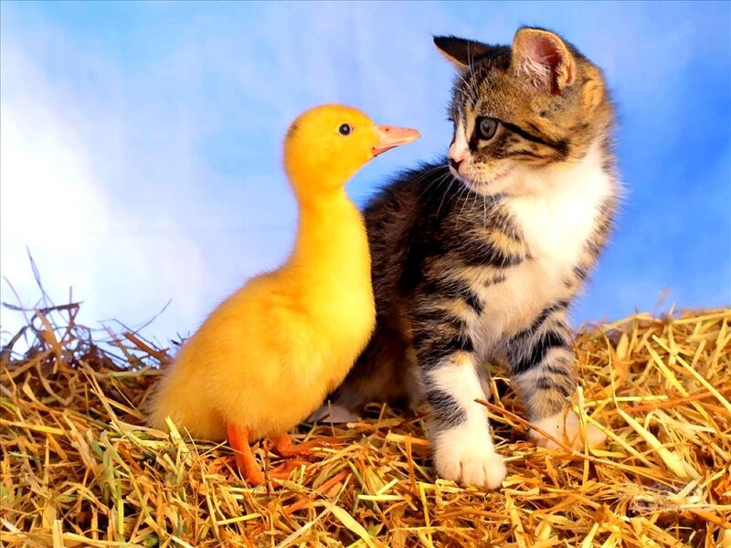 Kitten and Duckling