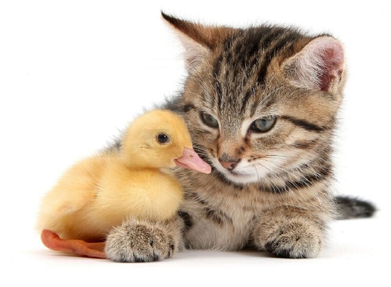 Kitten and Duckling — White