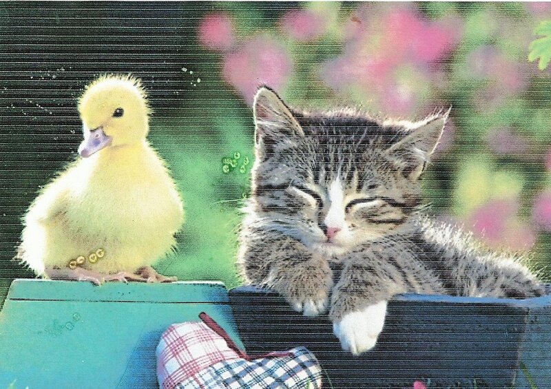 Kitten and Duckling — Yellow