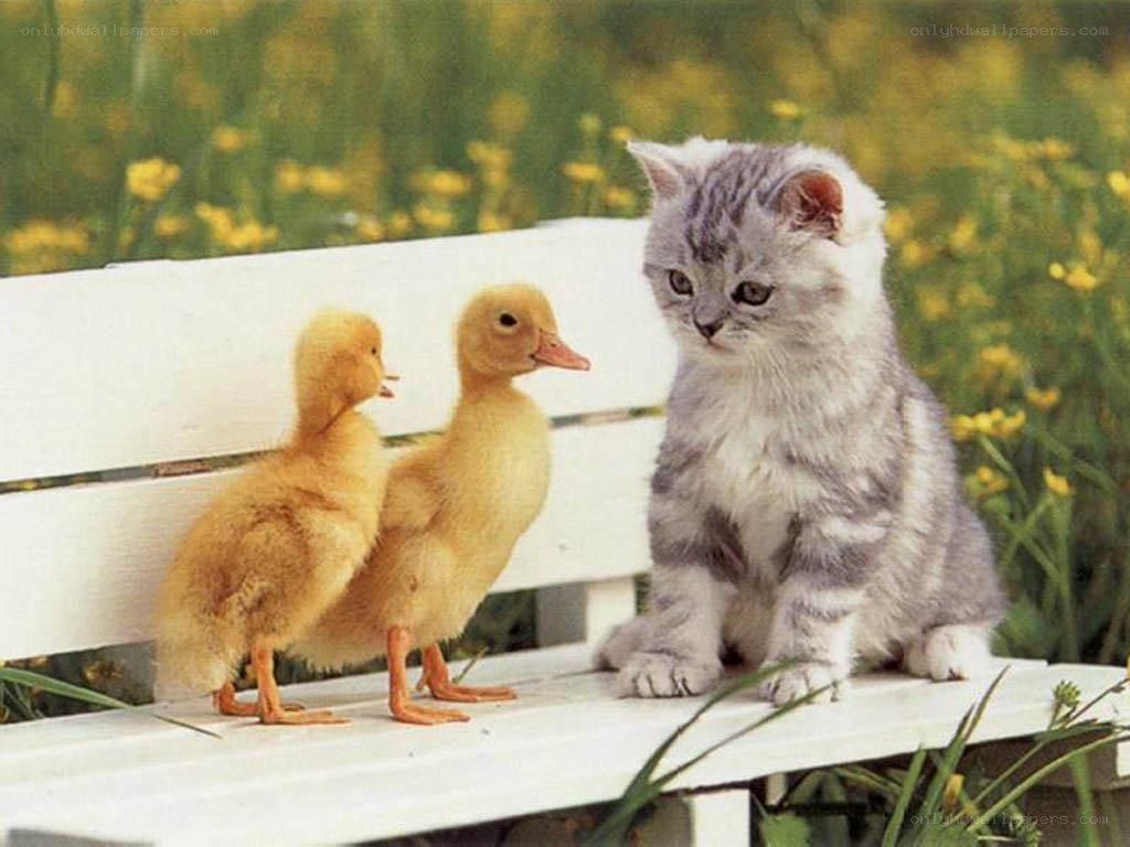 kitten and ducklings on bench