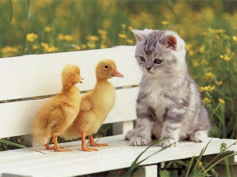 Kitten and Ducklings — White, Peaceful, Afternoon, Photograph