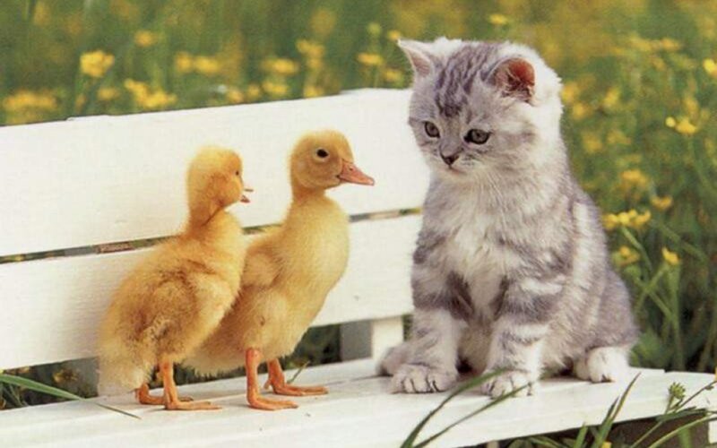 Kitten and Ducklings — White