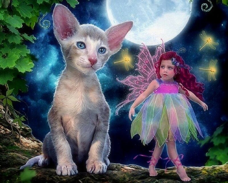 Kitten and Fairy in Forest