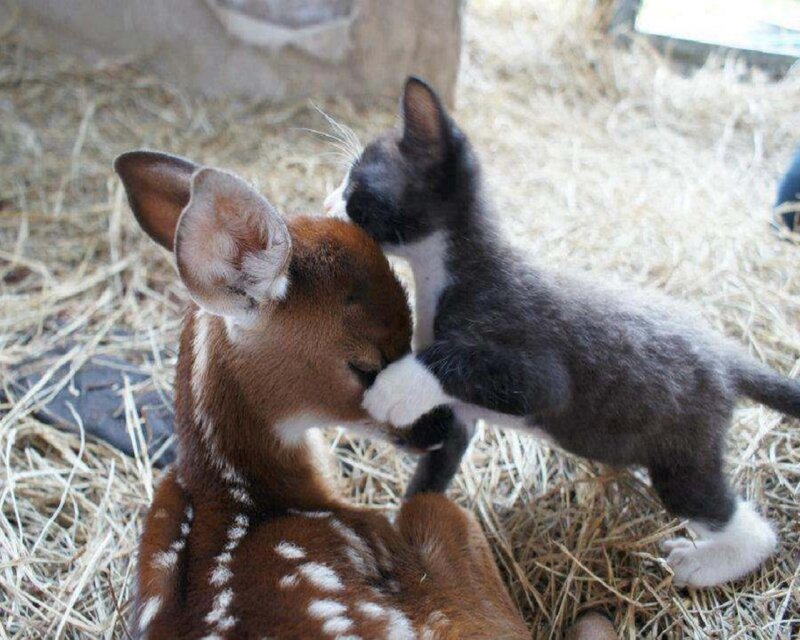 Kitten and Fawn — Brown, Calm