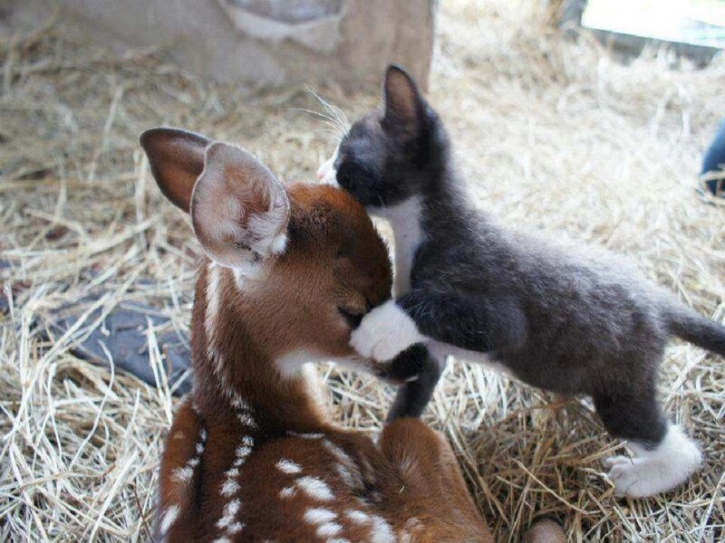 Kitten and Fawn — Brown