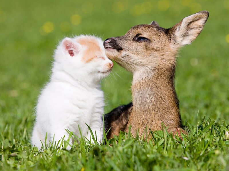Kitten and Fawn — Green, Peaceful, Afternoon, Photograph, Grass, Cute Animals