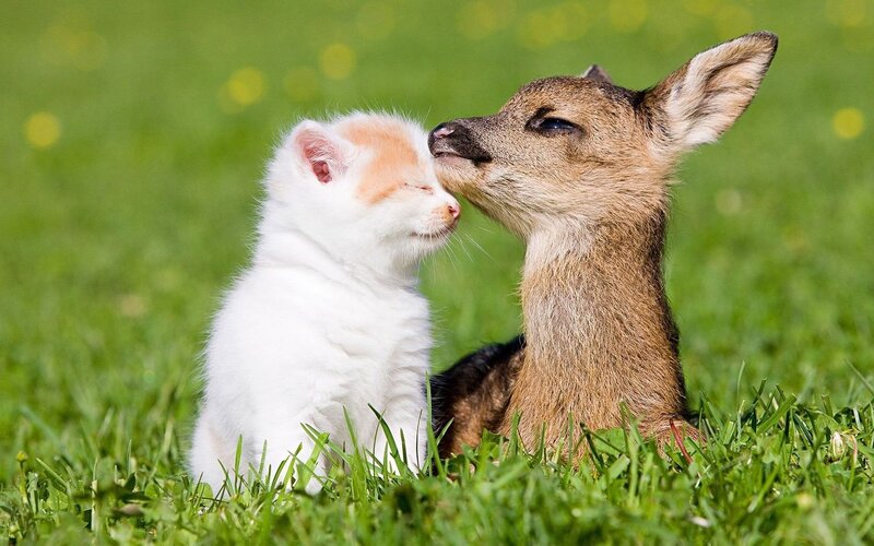 Kitten and Fawn — Green, Peaceful, Afternoon, Photograph, Grass