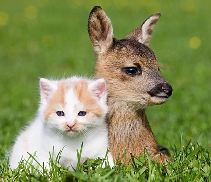Kitten and Fawn — Green, Peaceful, Afternoon, Photograph
