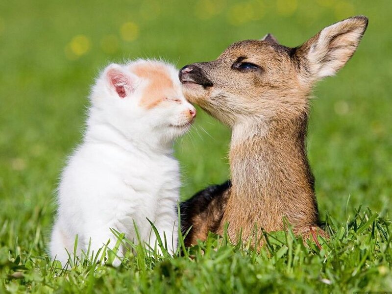 Kitten and Fawn — Green, Peaceful