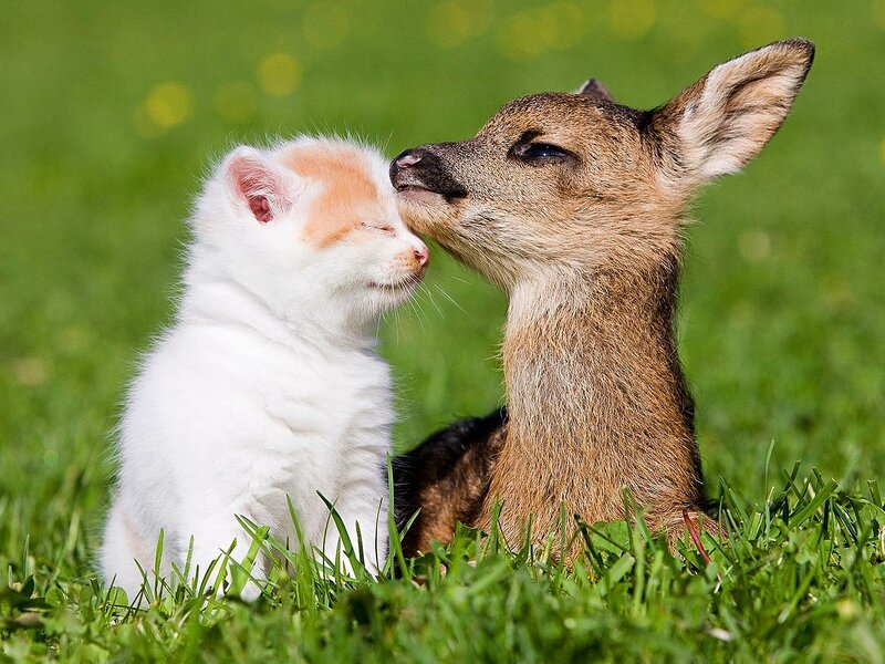 Kitten and Fawn — Green