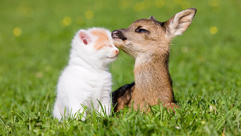 kitten and fawn nuzzle