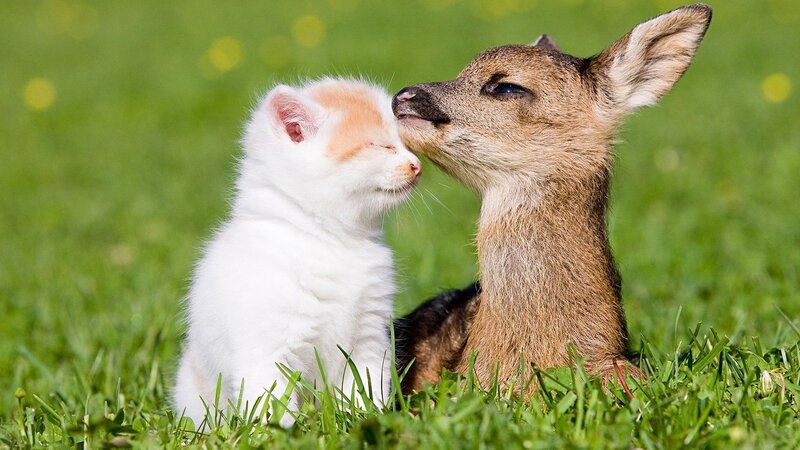 kitten and fawn nuzzle