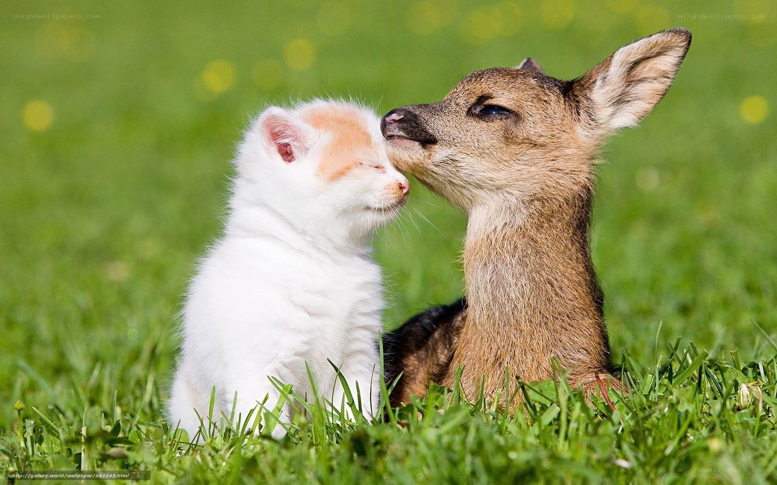 kitten and fawn nuzzle