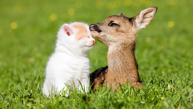 Kitten and Fawn