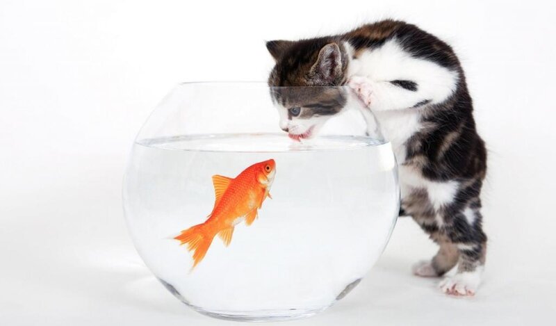 Kitten and Goldfish
