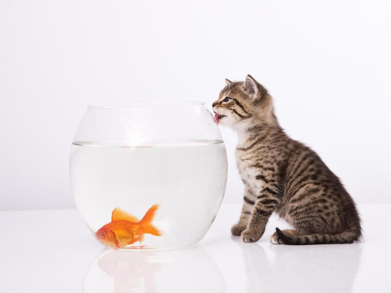Kitten and Goldfish — White, Curious