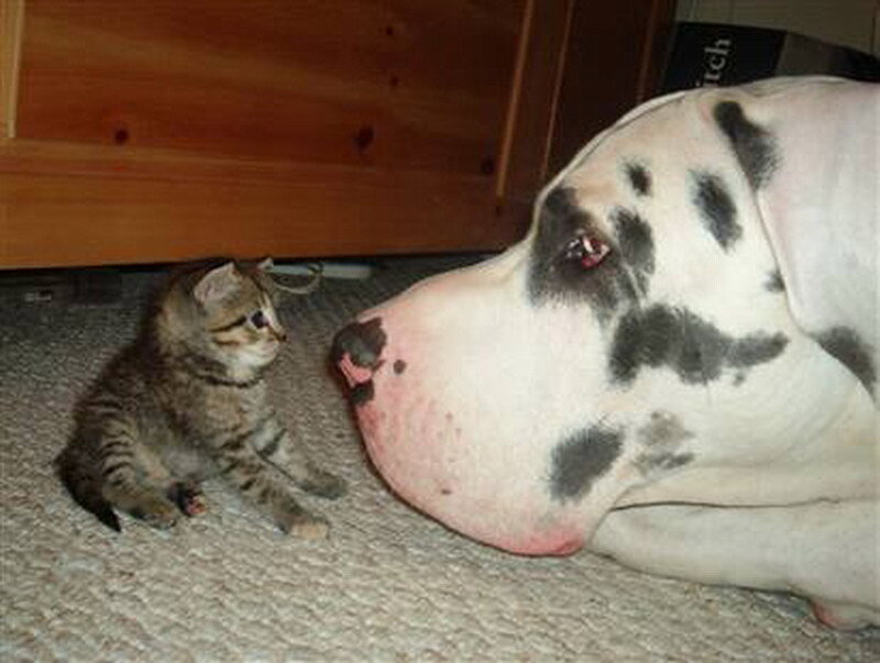 Kitten and Great Dane
