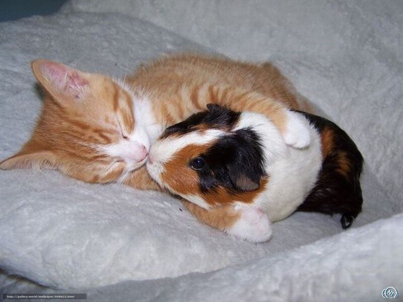 kitten and guinea pig cuddle
