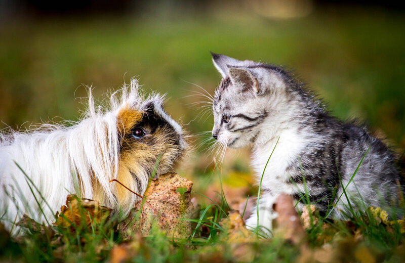 Kitten and Guinea Pig — Green