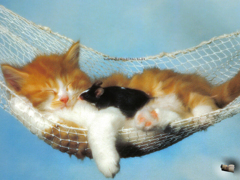 Kitten and Hamster in Hammock