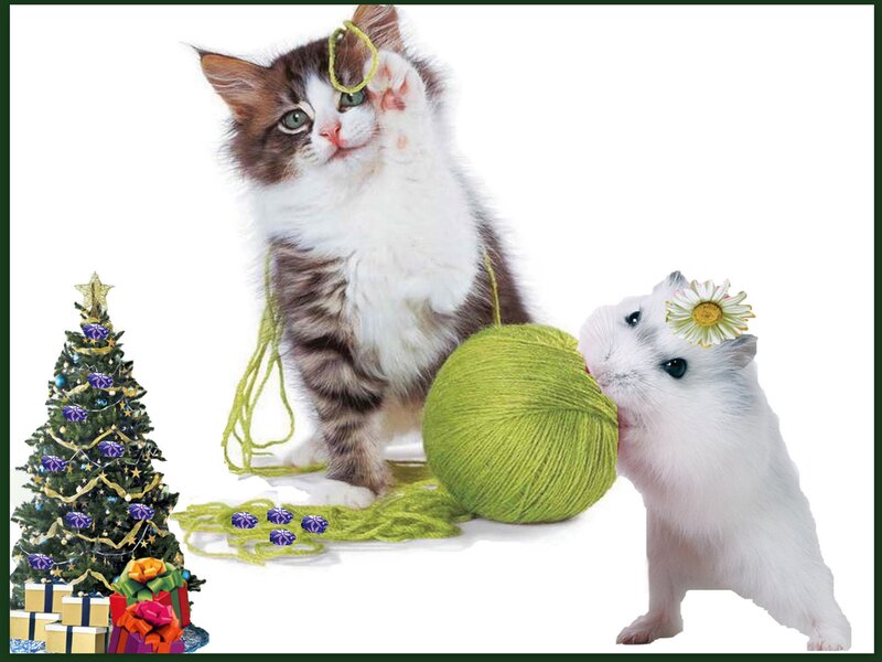 Kitten and Hamster with Yarn