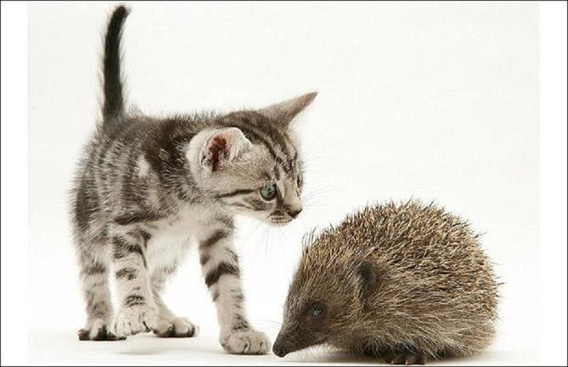Kitten and Hedgehog