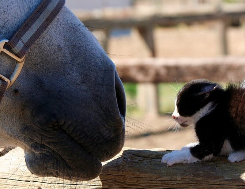 Kitten and Horse