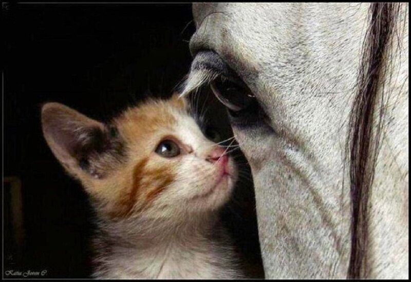 Kitten and Horse — White