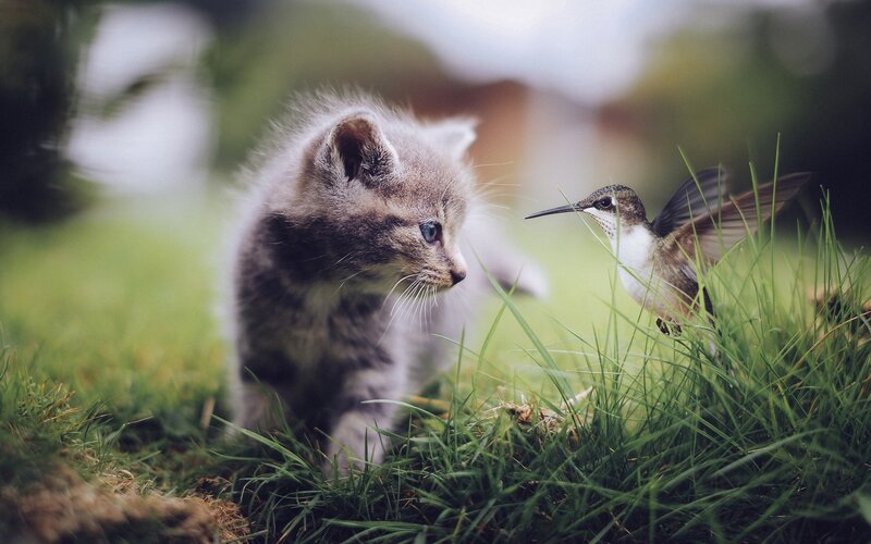 Kitten and Hummingbird — Green, Calm