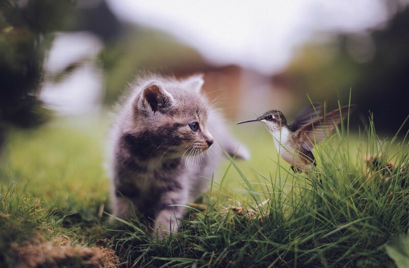 Kitten and Hummingbird — Green