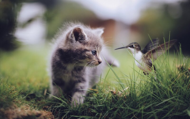 Kitten and Hummingbird