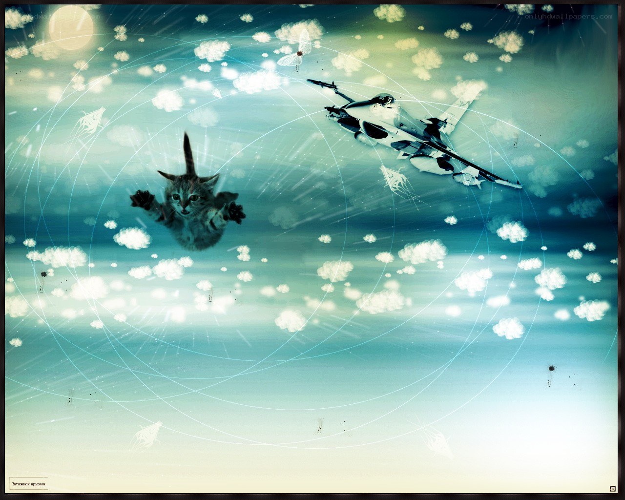kitten and jet in sky