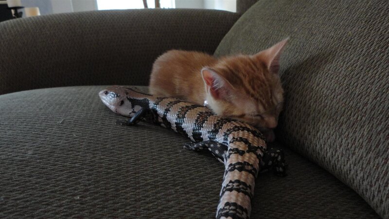 Kitten and Lizard on Couch