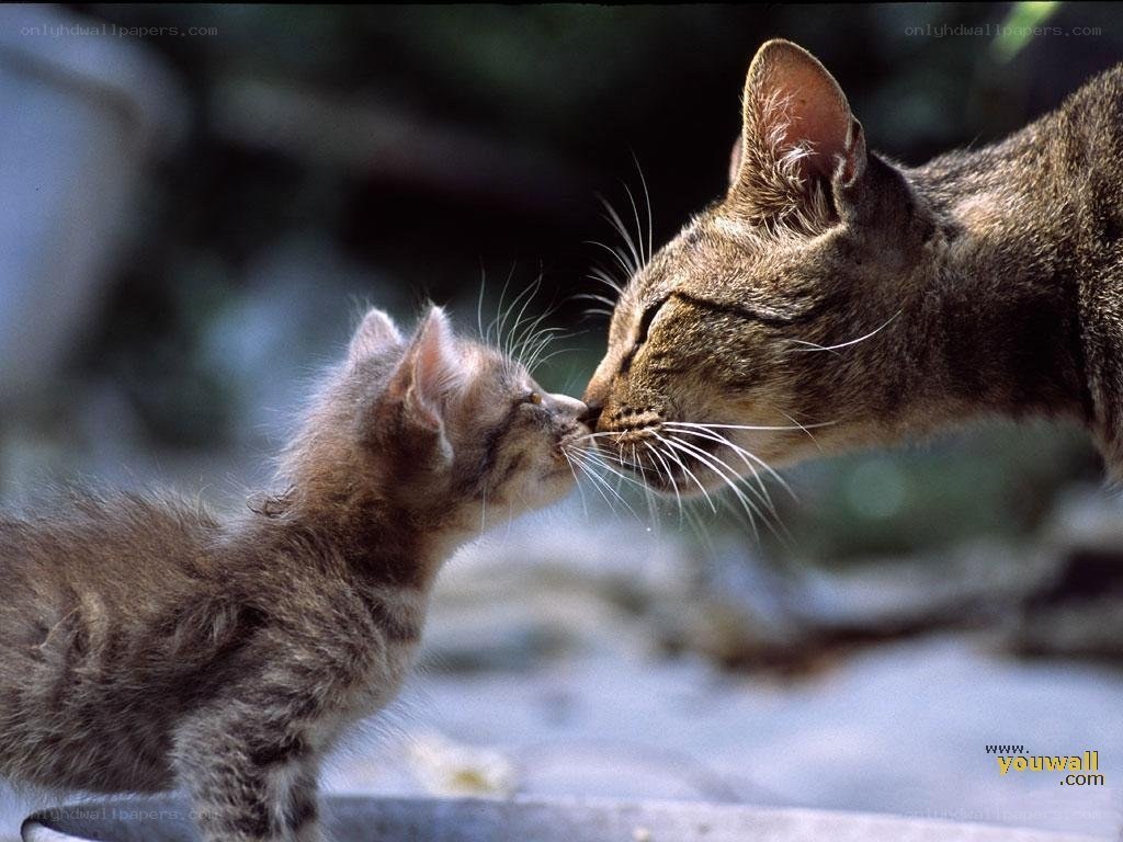 kitten and mother cat nuzzle