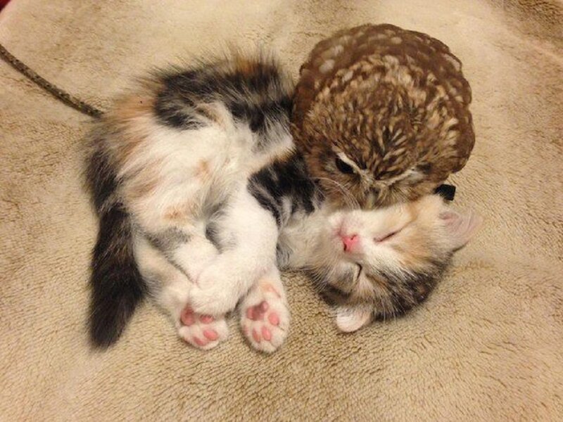 Kitten and Owl Sleeping
