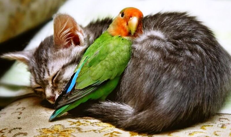 Kitten and Parrot Sleeping — Gray, Peaceful